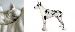 Tea Cup Chihuahua vs Great Dane - Breed Comparison