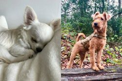 Tea Cup Chihuahua vs Irish Terrier - Breed Comparison