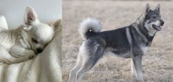 Tea Cup Chihuahua vs Jamthund - Breed Comparison