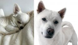 Tea Cup Chihuahua vs Kishu - Breed Comparison