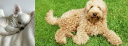 Tea Cup Chihuahua vs Labradoodle - Breed Comparison