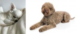 Tea Cup Chihuahua vs Lagotto Romagnolo - Breed Comparison