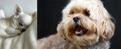 Tea Cup Chihuahua vs Lhasapoo - Breed Comparison