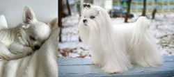 Tea Cup Chihuahua vs Maltese - Breed Comparison