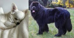 Tea Cup Chihuahua vs Newfoundland Dog - Breed Comparison
