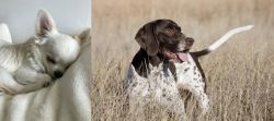 Tea Cup Chihuahua vs Old Danish Pointer - Breed Comparison