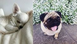 Tea Cup Chihuahua vs Pug - Breed Comparison