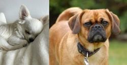 Tea Cup Chihuahua vs Pugalier - Breed Comparison