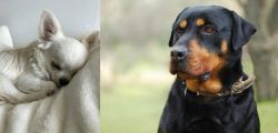 Tea Cup Chihuahua vs Rottweiler - Breed Comparison