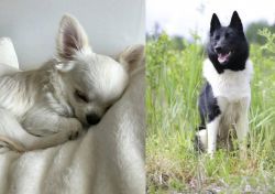 Tea Cup Chihuahua vs Russo-European Laika - Breed Comparison