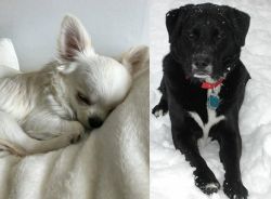 Tea Cup Chihuahua vs St. John's Water Dog - Breed Comparison