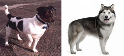 Teddy Roosevelt Terrier vs Alaskan Malamute - Breed Comparison