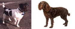 Teddy Roosevelt Terrier vs American Water Spaniel - Breed Comparison