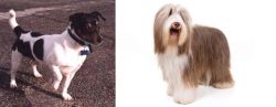 Teddy Roosevelt Terrier vs Bearded Collie - Breed Comparison