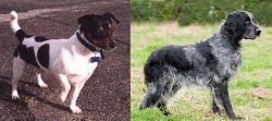 Teddy Roosevelt Terrier vs Blue Picardy Spaniel - Breed Comparison