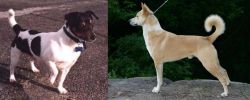 Teddy Roosevelt Terrier vs Canaan Dog - Breed Comparison