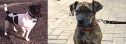 Teddy Roosevelt Terrier vs Catahoula Bulldog - Breed Comparison
