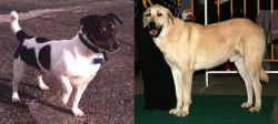 Teddy Roosevelt Terrier vs Central Anatolian Shepherd - Breed Comparison