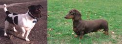 Teddy Roosevelt Terrier vs Dachshund - Breed Comparison