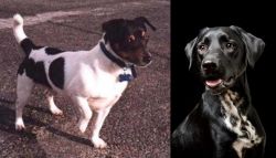 Teddy Roosevelt Terrier vs Dalmador - Breed Comparison