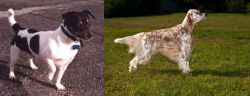 Teddy Roosevelt Terrier vs English Setter - Breed Comparison