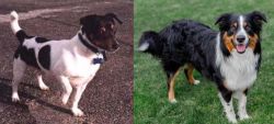 Teddy Roosevelt Terrier vs English Shepherd - Breed Comparison