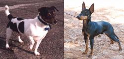 Teddy Roosevelt Terrier vs English Toy Terrier (Black & Tan) - Breed Comparison