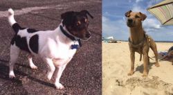Teddy Roosevelt Terrier vs Fell Terrier - Breed Comparison