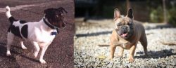Teddy Roosevelt Terrier vs French Bulldog - Breed Comparison
