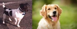 Teddy Roosevelt Terrier vs Golden Retriever - Breed Comparison