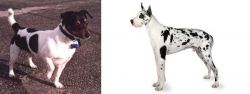Teddy Roosevelt Terrier vs Great Dane - Breed Comparison