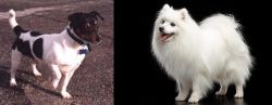 Teddy Roosevelt Terrier vs Japanese Spitz - Breed Comparison