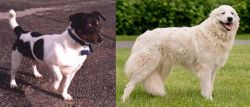 Teddy Roosevelt Terrier vs Maremma Sheepdog - Breed Comparison