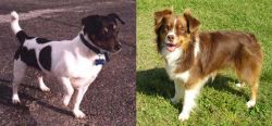 Teddy Roosevelt Terrier vs Miniature Australian Shepherd - Breed Comparison