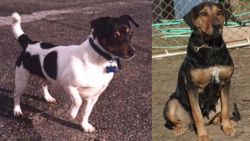 Teddy Roosevelt Terrier vs New Zealand Huntaway - Breed Comparison