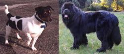 Teddy Roosevelt Terrier vs Newfoundland Dog - Breed Comparison