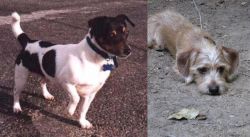 Teddy Roosevelt Terrier vs Schweenie - Breed Comparison