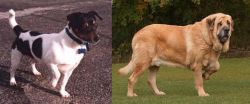 Teddy Roosevelt Terrier vs Spanish Mastiff - Breed Comparison