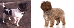 Teddy Roosevelt Terrier vs Spanish Water Dog - Breed Comparison