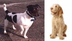 Teddy Roosevelt Terrier vs Spinone Italiano - Breed Comparison