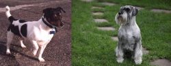 Teddy Roosevelt Terrier vs Standard Schnauzer - Breed Comparison