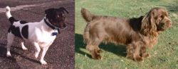 Teddy Roosevelt Terrier vs Sussex Spaniel - Breed Comparison