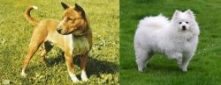Telomian vs American Eskimo Dog - Breed Comparison