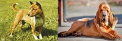 Telomian vs Bloodhound - Breed Comparison