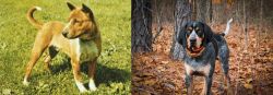 Telomian vs Bluetick Coonhound - Breed Comparison