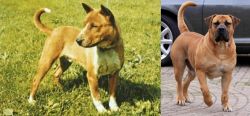 Telomian vs Boerboel - Breed Comparison