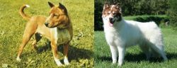 Telomian vs Canadian Eskimo Dog - Breed Comparison