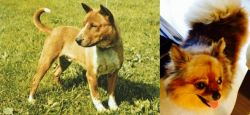 Telomian vs Chiapom - Breed Comparison
