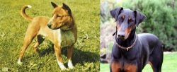 Telomian vs Doberman Pinscher - Breed Comparison