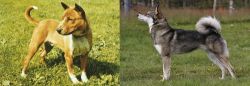 Telomian vs East Siberian Laika - Breed Comparison